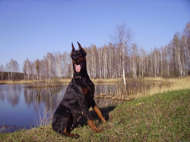 В России завели первое уголовное дело за последствия самовыгула собаки