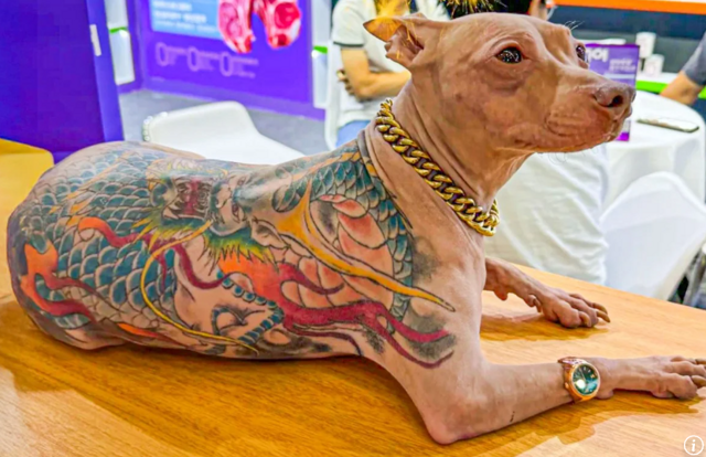 Татуированный пёс в Китае и безнаказанность хозяина