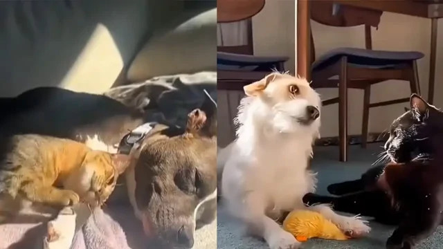 Трогательные моменты общения кошек и собак