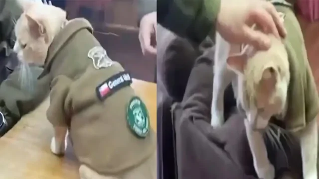 В чилийском городке  появился необычный «офицер» — кот Наруто