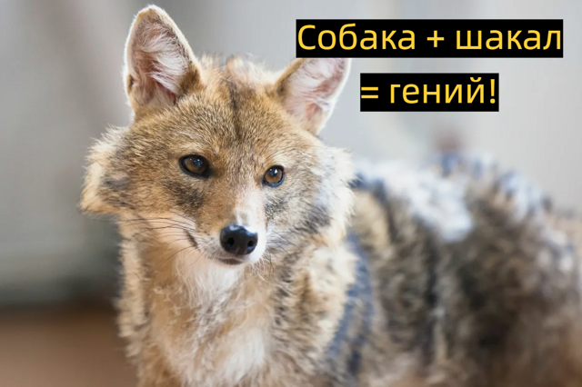 Шалайка: триумф советских учёных