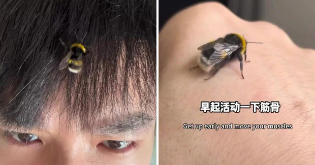 Японец подружился со шмелём и сделал его своим питомцем