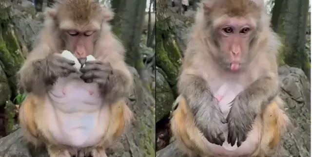 Мужчина дал обезьянке попробовать деликатес: она не оценила такого "подарка"