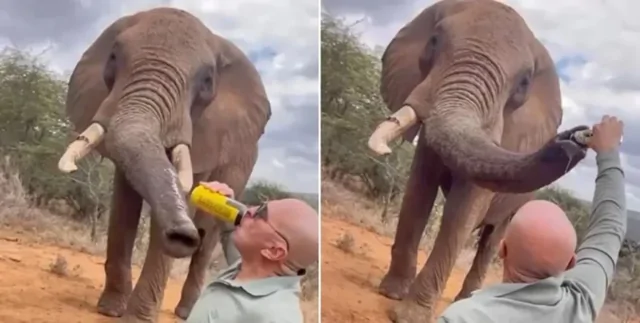 Турист пытался "напоить" слона пивом