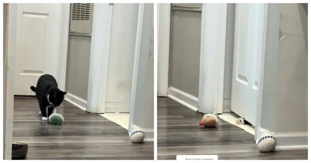 Кот придумал себе игру