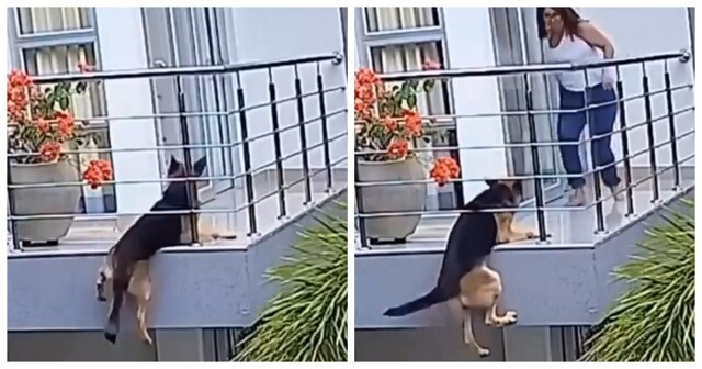 Собака против плитки: неравный бой