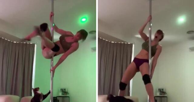 Кот сорвал занятие на шесте