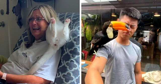 17 фотографий дерзких животных, которые решили показать всем окружающим, кто здесь самый главный