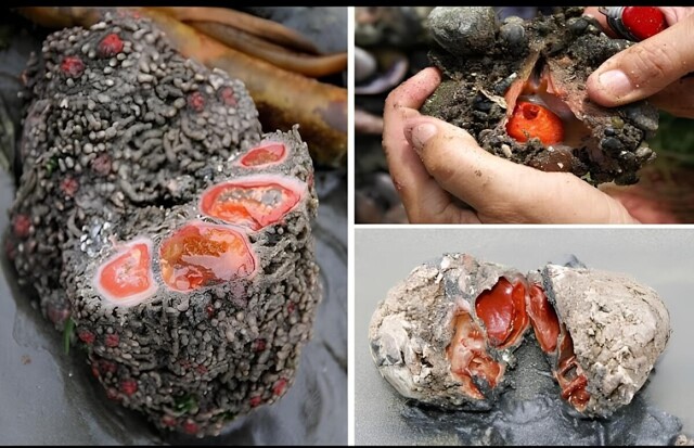 Живой камень: снаружи — булыжник, внутри — мясо