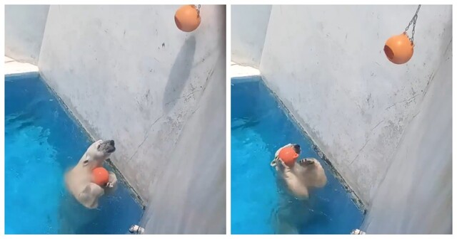 Белый медведь из Японии осваивает необычную игру ради лакомства