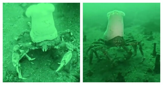 На видео попал "краб-повар"