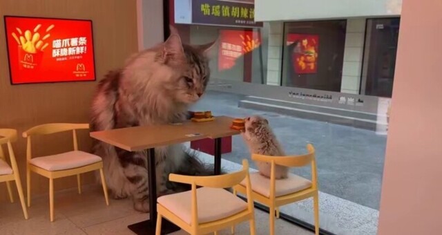 Житель Китая построил «Макдоналдс» в своем «Кошачьем городе»