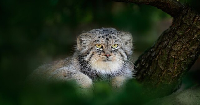 Занимательный факт из жизни манулов