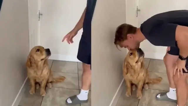 Пёс не начинает есть, пока его не поцелуют в лоб