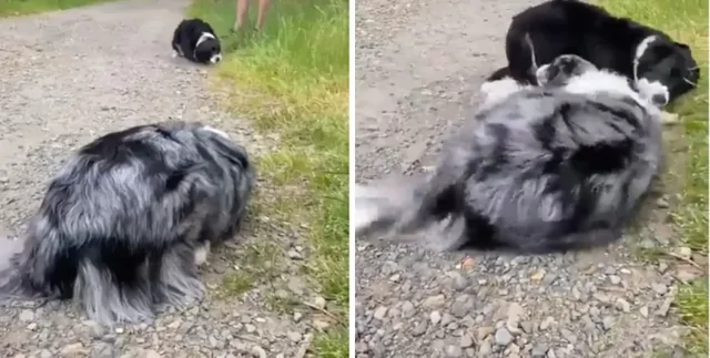 Бордер-колли и австралийская овчарка дают друг другу понять, что они не представляют угрозы