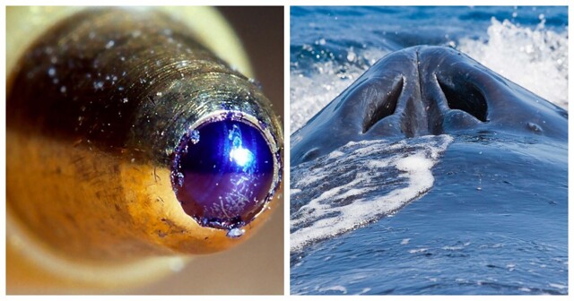 25 необычных фотографий обычных предметов, животных и процессов