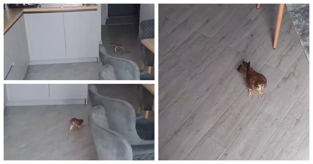 Сокол вырос в квартире и стал напоминать кота