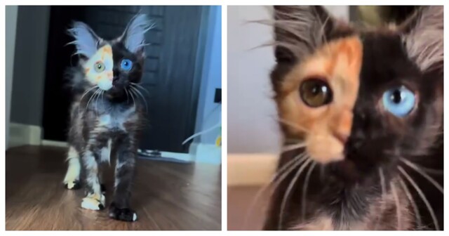 Котёнок с редким "химера-окрасом"