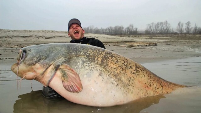 Самые большие существа, живущие в реках!