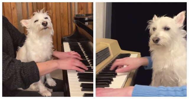 Пёс всегда внимательно слушает, как его хозяйка играет на фортепиано