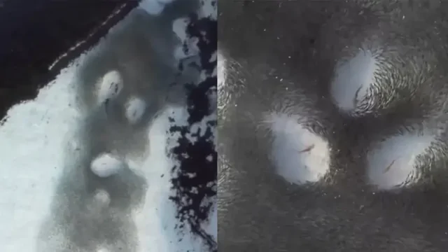 Охота рифовых акул с высоты