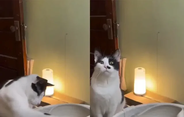 Кот внёс правки в работу хозяйки