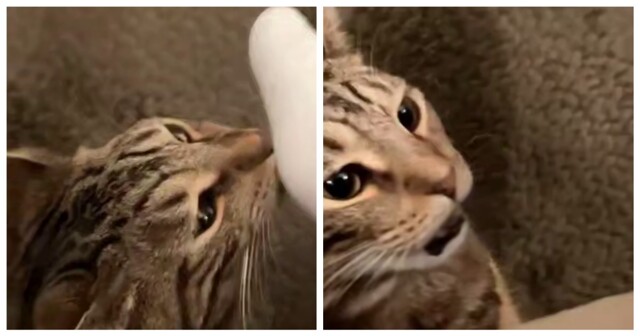 Острая реакция кошек на неприятные им запахи