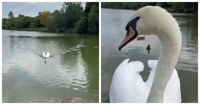 Ручной лебедь Валерчик