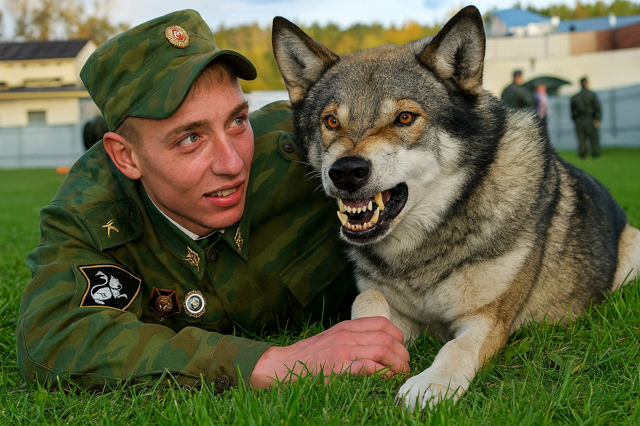 Пермский волкособ: эксперимент МВД по скрещиванию волка и собаки