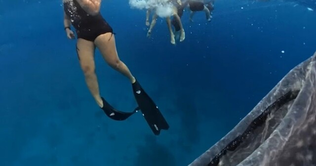 Туристка испугалась близкого знакомства с китовой акулой