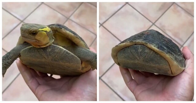 Необычный черепаший панцирь