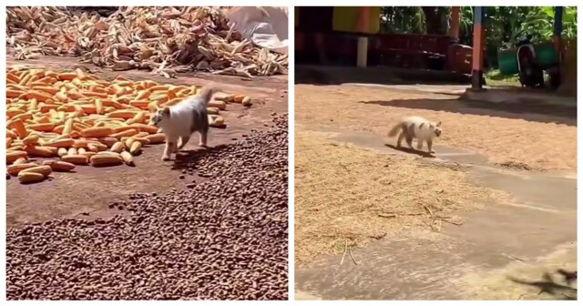 Кот ответственно стережёт кукурузу