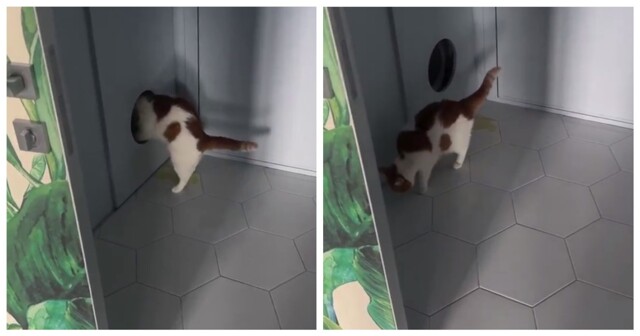 Кошка не поняла, как пользоваться умным лотком