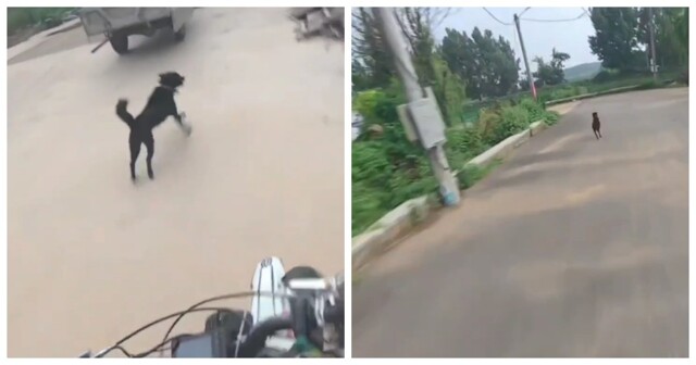 Мужчина необычно проучил собаку, которая лаяла на него