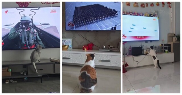 Кошки тоже следили за военным парадом в Китае