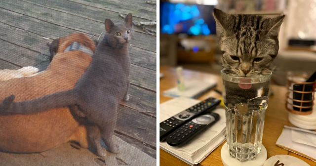 18 случаев, когда люди обнаруживали у себя дома котов