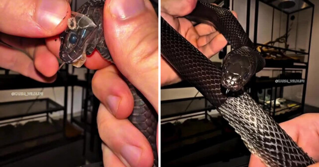 Хозяин помогает змее сбросить кожу