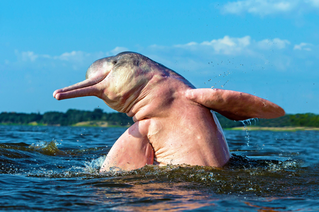 Боту: едят анаконд, пираний и розовеют от шрамов