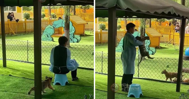 Жуткое нападение амурского тигра на человека попало на камеры в провинции Хэйлунцзян