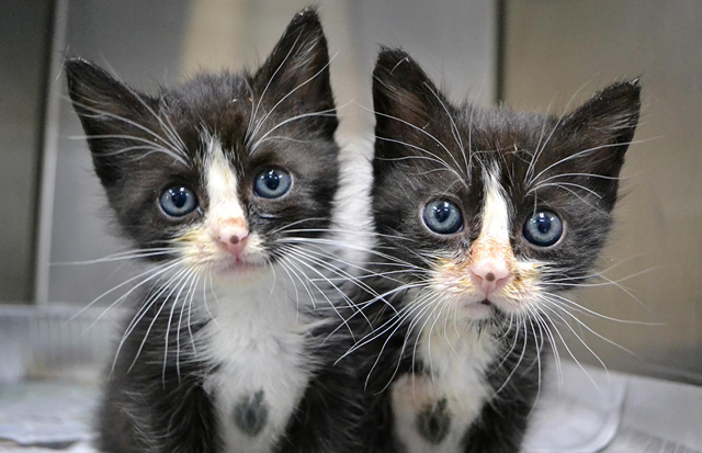 Клонирование питомцев: 4 миллиона за "воскрешение"