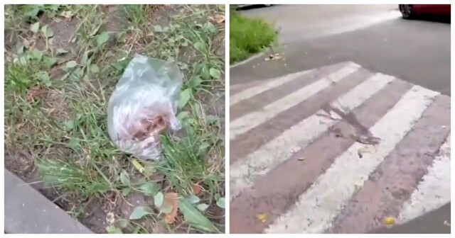 В Москве завёлся фекалометатель