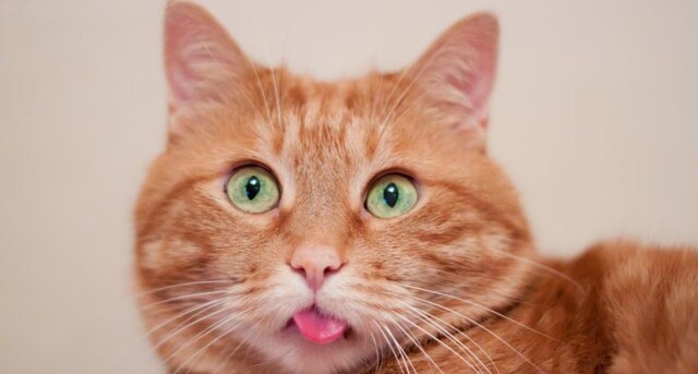 Шутливый тест на интеллект для домашних животных