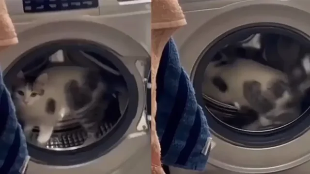 Кот решил устроить пробежку в стиральной машине