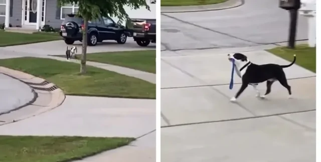 Женщина показала соседскую собаку, которая "выгуливает сама себя" без хозяина