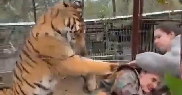 В Мексике тигр вцепился в ветеринара