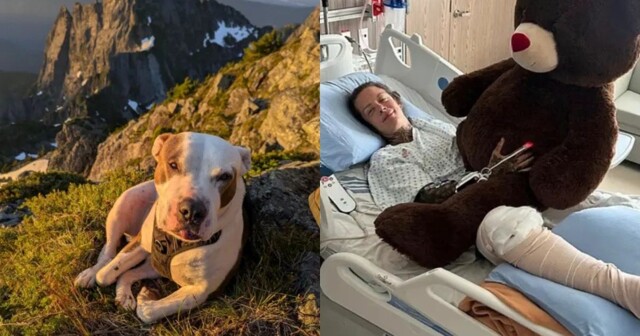 Путешественница упала с высоты 18 метров, спасая свою собаку. Обе чудом выжили