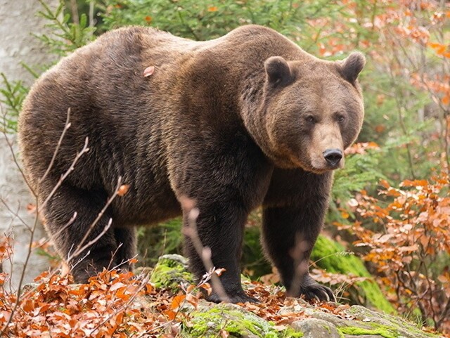 В Башкирии медведь разворошил всю пасеку охотничьего инспектора