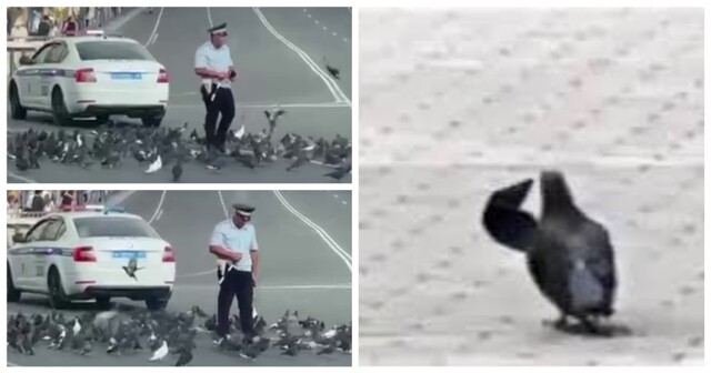 Во Владивостоке заметили инспектора ДПС в компании голубей