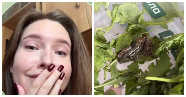 Девушка обнаружила лягушку в упаковке рукколы спустя неделю употребления