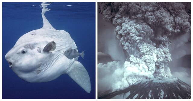 От турецкого Человека-паука до многоженца-рекордсмена: 10 историй нашего мира, в которые сложно поверить